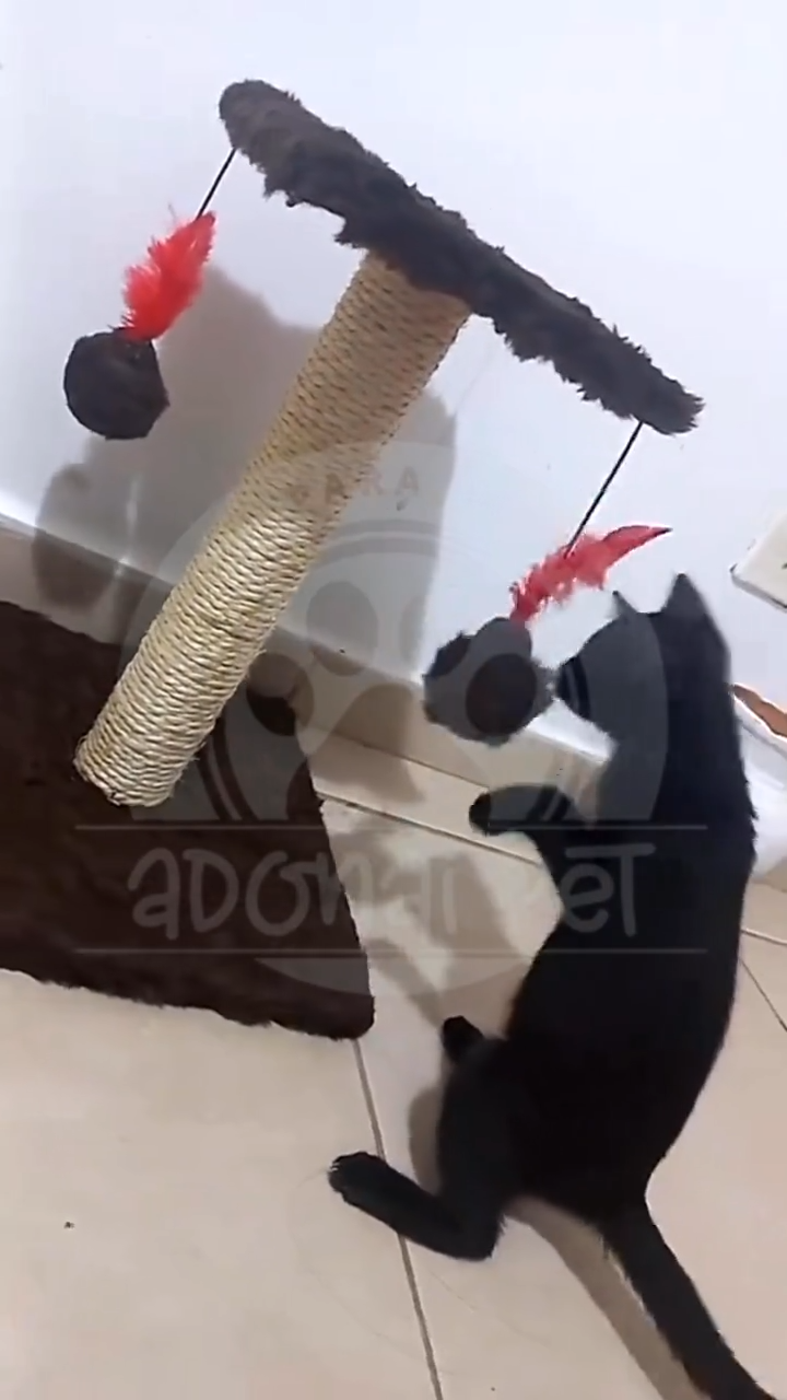 Arranhador Duplo para Gatos: Poste Exclusivo com Brinquedos Divertidos!